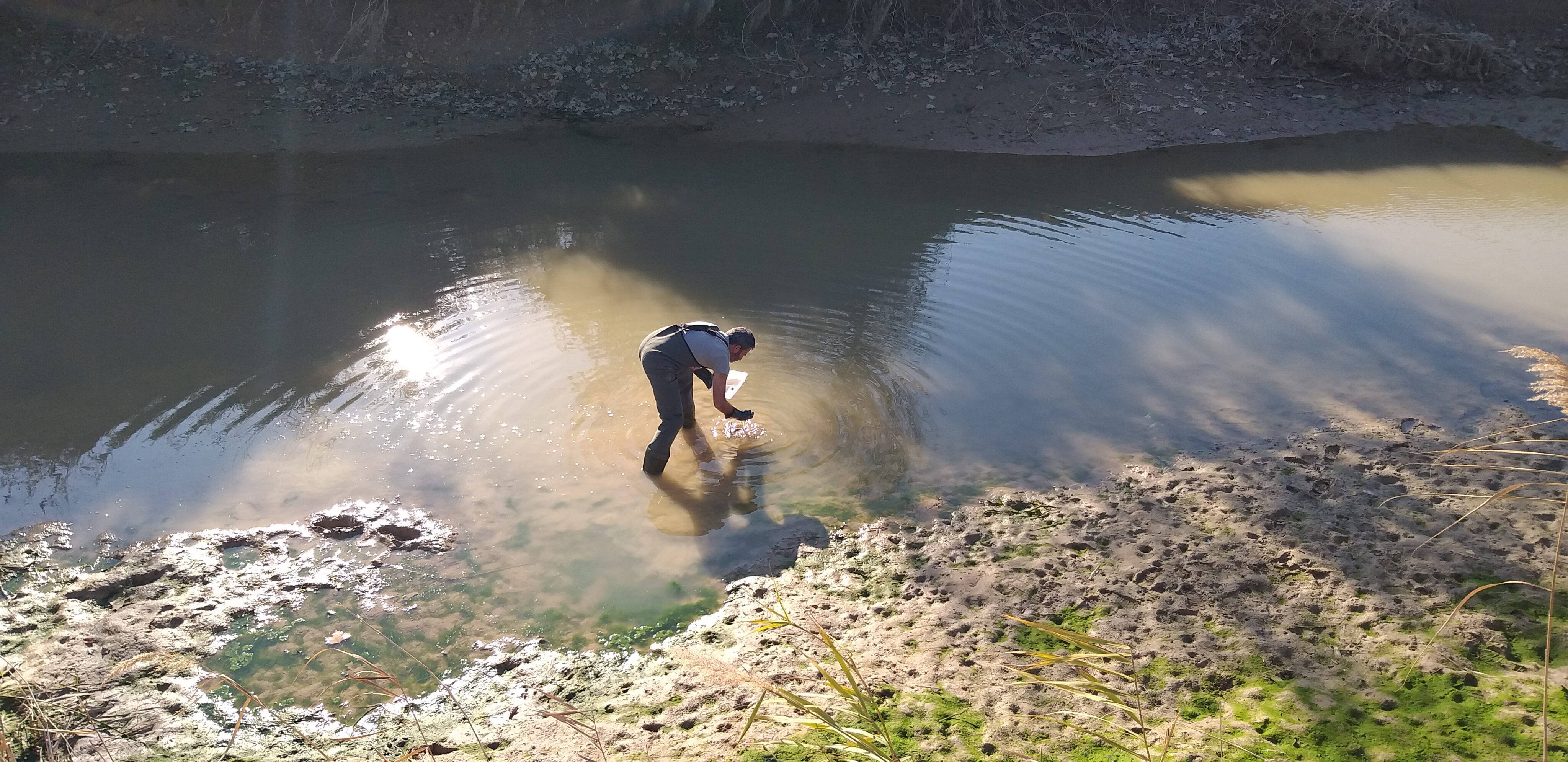 Obtención de bivalvos en agua dulce