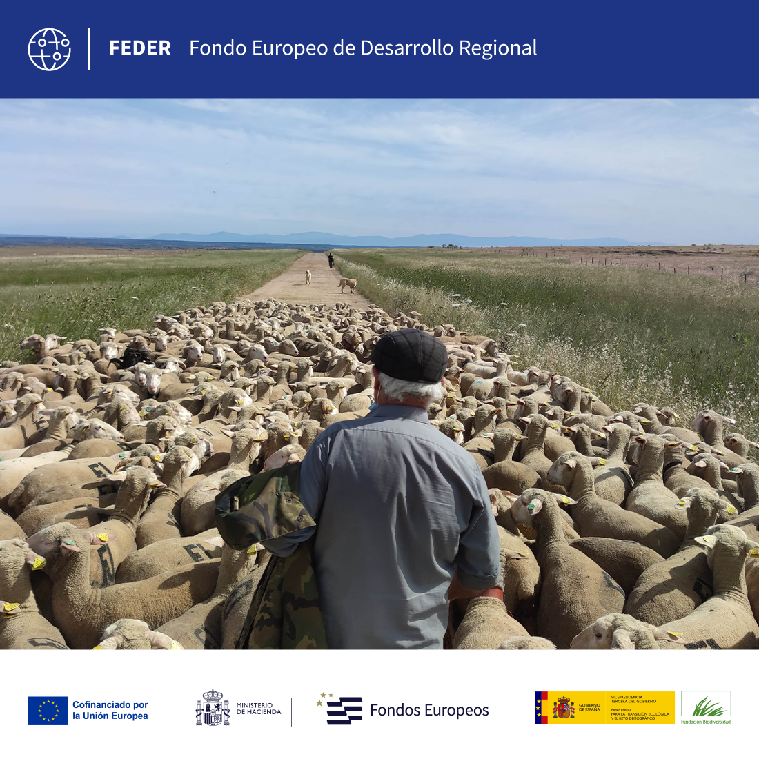 TRANSFERS. Transformation and renaturalization of transhumance areas for the sustainability of cattle trails in Spain.